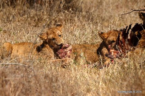 DSC_9607 | Lion cubs feeding | Arno Meintjes | Flickr