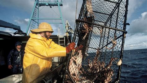 Alaska crabbers rip conservation decision to cancel over $200M harvest ...