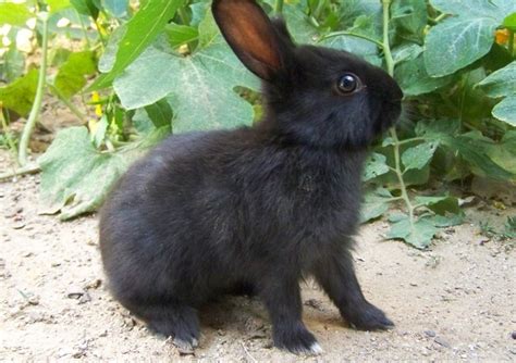 Amami Rabbit: Breed Info, Size, Lifespan, Temperament, and More! – Rabbit Care Blog