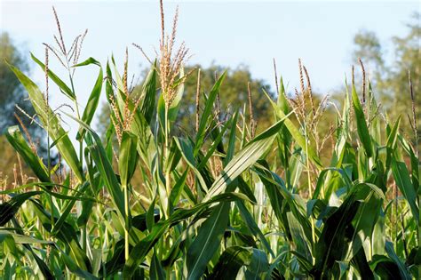 Free Images : field, prairie, flower, green, crop, corn, agriculture ...