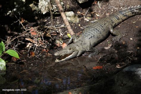 Mexican Crocodile (Crocodylus moreletii)