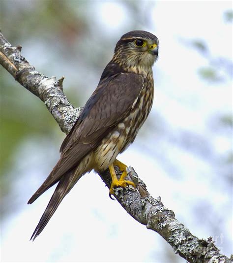 Merlin Falcon Photograph by Nancy Dempsey