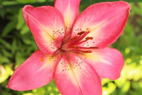 Star Gazer Lily Red Pink Free Stock Photo - Public Domain Pictures