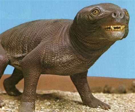 Mammals And Reptiles Common Ancestor - Pets Lovers