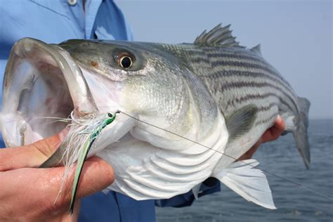 CAPT RANDY JACOBSON - Fishing Eastern Long Island and Fishers Island Sound