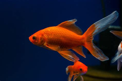 Comet Goldfish Care Guide - Feeding, Breeding & Tank Setup