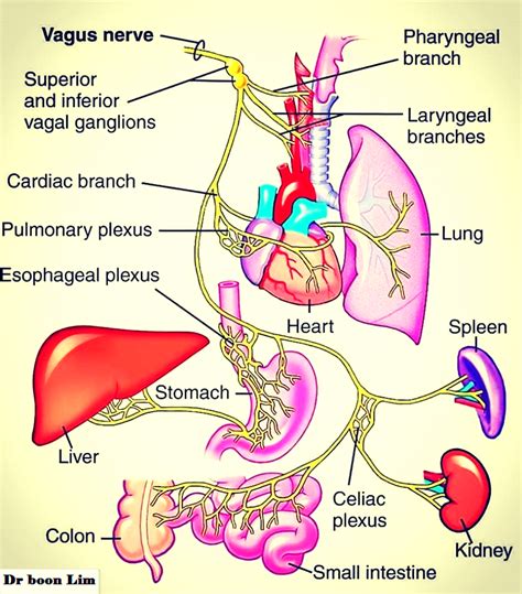 Vagus Nerve