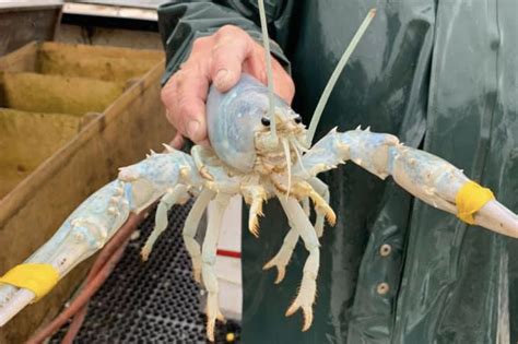 Cotton Candy Lobster Caught in Penobscot Bay! – janicepetrie.com