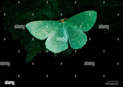 Large Emerald (Geometra papilionaria) butterfly on leaf, western Europe Stock Photo - Alamy