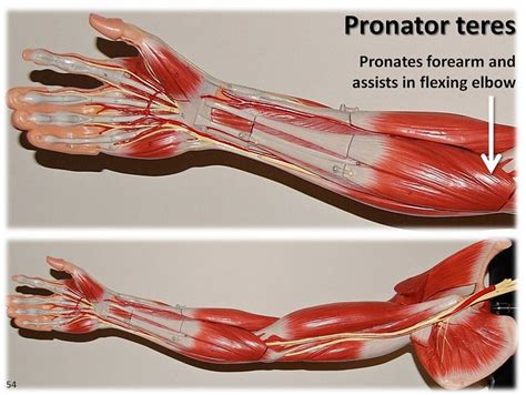 Pronator teres - Muscles of the Upper Extremity Visual Atlas, page 54 | Flickr - Photo Sharing!