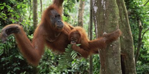 Que faire face à l’extinction de masse des animaux sauvages