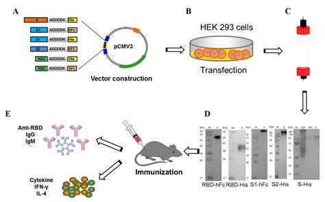 Vaccines | Free Full-Text | Human Fc-Conjugated Receptor Binding Domain ...