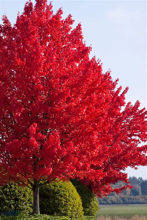 Buy Autumn Blaze Maple Trees For Sale Online From Wilson Bros Gardens