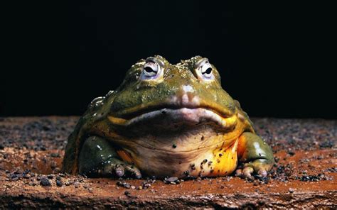 Goliath frog - breed of amphibians 🐍, description, photo, behavior and ...