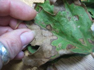 Maple leaf disease – PlantDOC