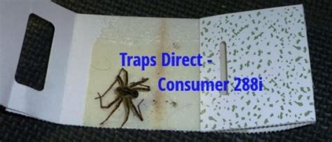 Great Spider Trap Placement = Results