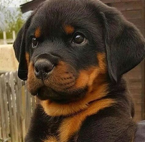 Cute Baby Rottweiler - Puppies Love