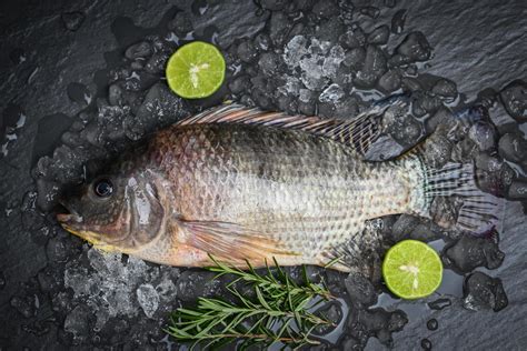 Fresh raw tilapia fish from the tilapia farm, Tilapia with ice on dark ...