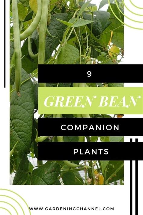 9 Green Bean Companion Plants to Consider - Gardening Channel