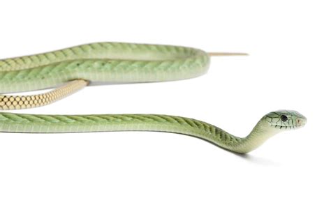 Western Green Mamba Pictures - AZ Animals