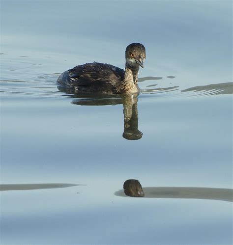 Eared Grebe has non-breeding plumage, and frowny face. | Flickr