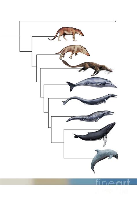 Whale Evolution Photograph by Mikkel Juul Jensen / Science Photo Library - Pixels