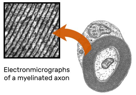 Myelination of Axons by Schwann Cells | GetBodySmart