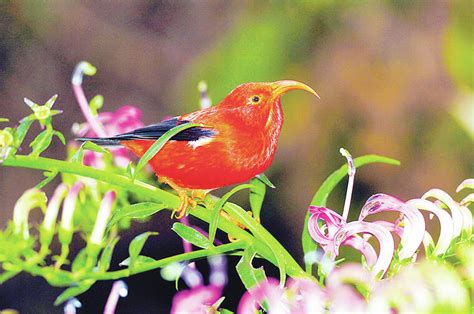 Federal government lists 8 Hawaiian birds as extinct - Hawaii Tribune-Herald