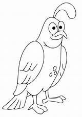 Pretty Quail Coloring Page  Free Printable Pages For Kids sketch template