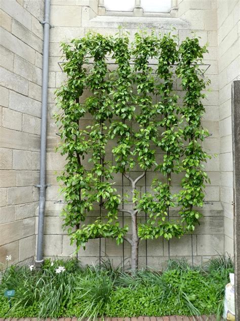 Beautiful and Functional Trellis Ideas for Climbing Plants