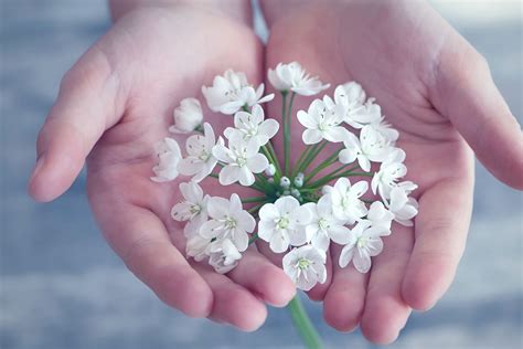 Free picture: petal, flower, flora, hand, blooming