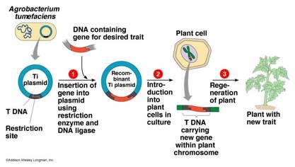 Bacterial transformation - Kyle and Brittany's Science Web