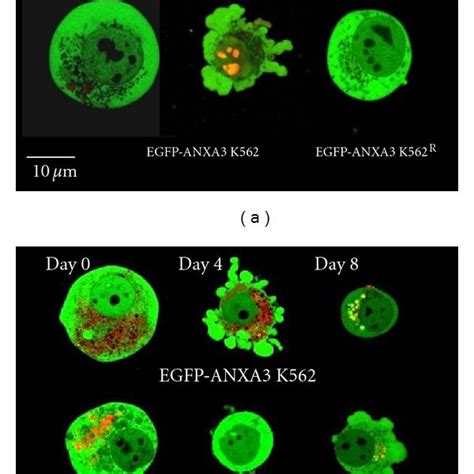 Detection of the contribution of the K562-THP-1 cell interaction to the ...