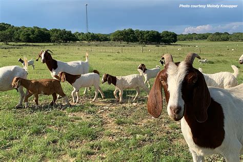 Rain brings relief to parched Hill Country ranch - Texas Farm Bureau