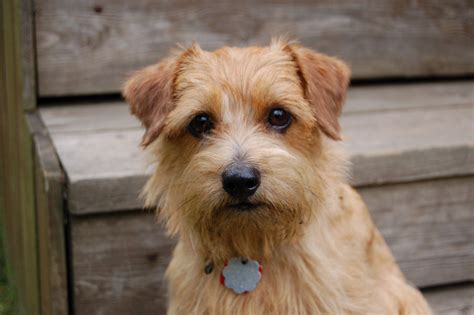 Norfolk Terrier - Puppies, Rescue, Pictures, Information, Temperament ...