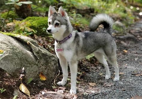 Alaskan Klee Kai / A Guide to Alaskan Klee Kais | Embark | Alaskan Klee Kais - Jun 18, 2021 ...