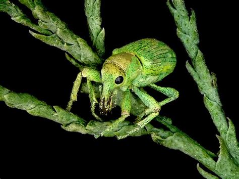 Ten Prominent Beetles Native to Arizona - A-Z Animals