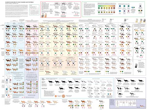 Cat Colors & Patterns