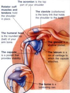 Shoulder Pain – Normandale Chiropractic and Massage – Bloomington, MN