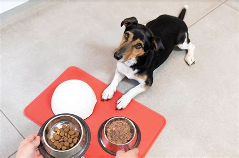 Gut Health (Why It's So Important For Your Dog's Wellbeing)