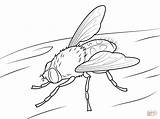 Cluster Fly coloring page  Free Printable Coloring Pages sketch template