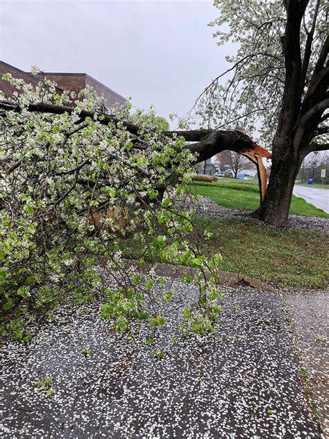 Why You Should Cut Down Bradford Pear Trees — Nashville Tree ...