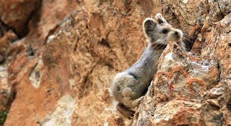 Ili Pika Seen After 20 Years : Scientists locate extremely endangered ...