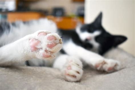 Cat Toe Beans: 10 Surprising Facts (and Cute Photos!) - Great Pet Living