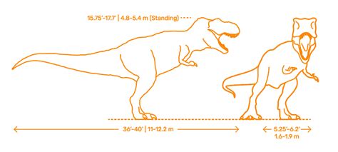 Tyrannosaurus | T-Rex (Tyrannosaurus Rex) Dimensions & Drawings ...