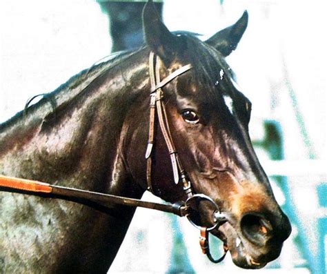 Ruffian | Racehorse, Thoroughbred horse racing, Thoroughbred racehorse