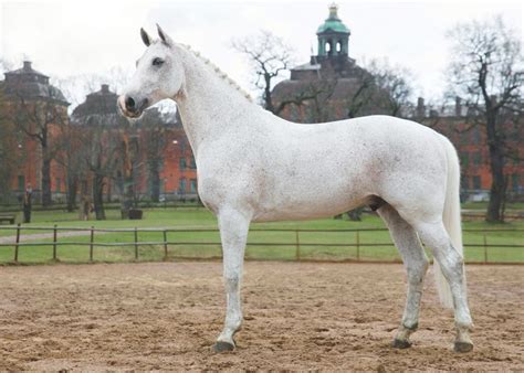 Photo: Annika Holtz, Warmblood, dressage Horse, dressage, white Horse ...