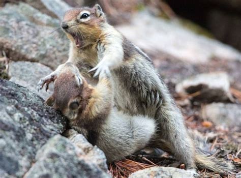 You Have to See These Pictures of Two Squirrels Play-Fighting - E ...