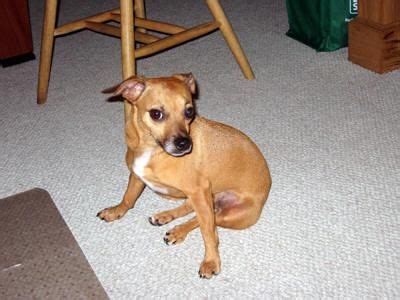 Brown Tan Rat Terrier Chihuahua Mix - Pets Lovers