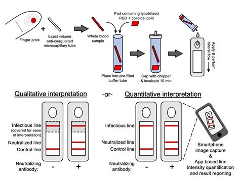 New test may predict Covid-19 immunity | MIT News | Massachusetts ...